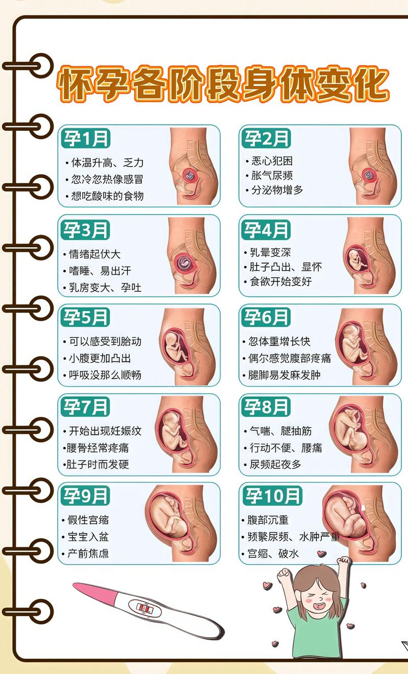 揭秘供卵代孕妈妈怀孕小腹分两节，孕期变化的奥秘乌兰察布代生机构: